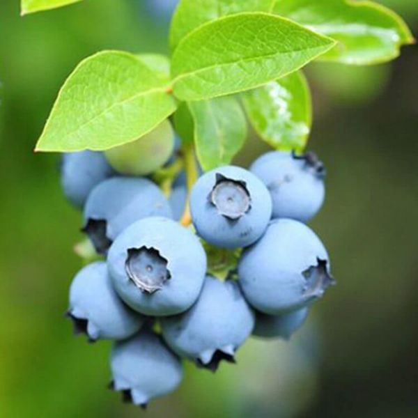 Patriot Fidanı resmi