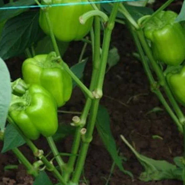 Kundu F1 Dolma Biber Tohumu resmi