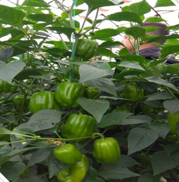 Pruva F1 Dolma Biber Tohumu resmi