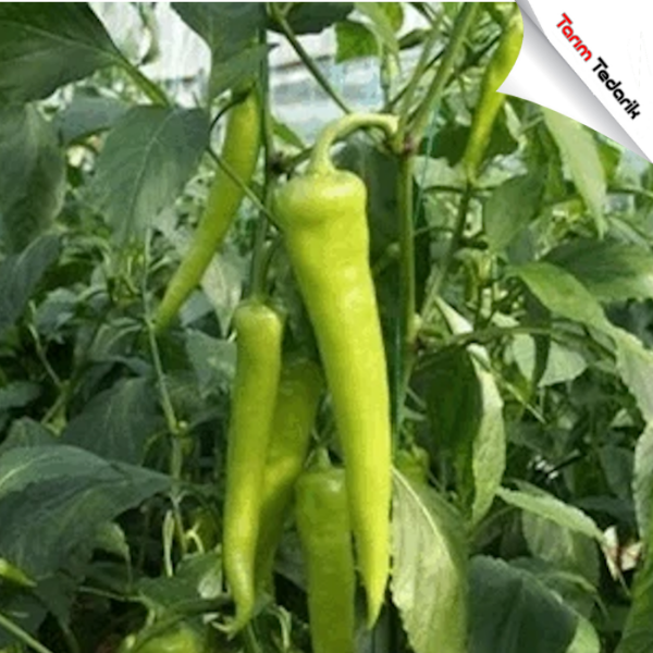 Reis F1 Çarliston Biber Tohumu resmi