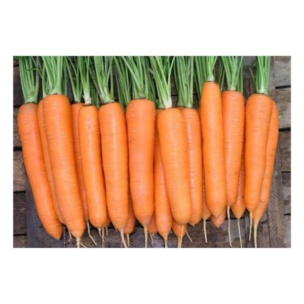 Dormare F1 Hibrit Havuç Tohumu resmi