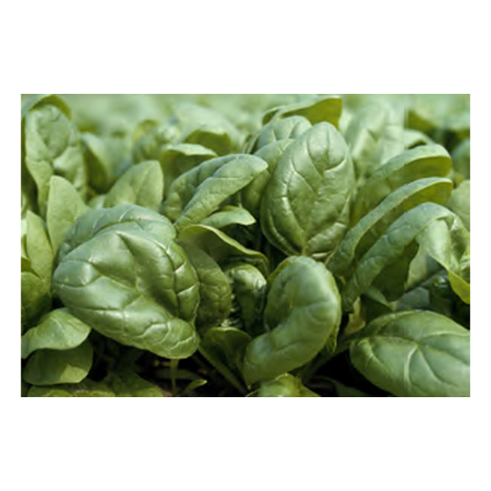 Seginus F1 Hibrit Ispanak Tohumu resmi