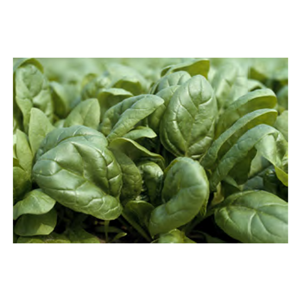 Seginus F1 Hibrit Ispanak Tohumu resmi