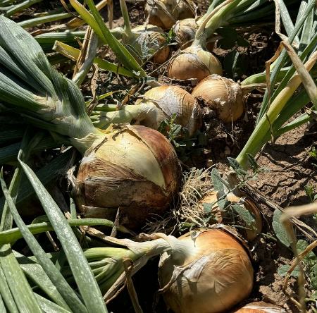 Juaquin F1 Hibrit Soğan Tohumu resmi