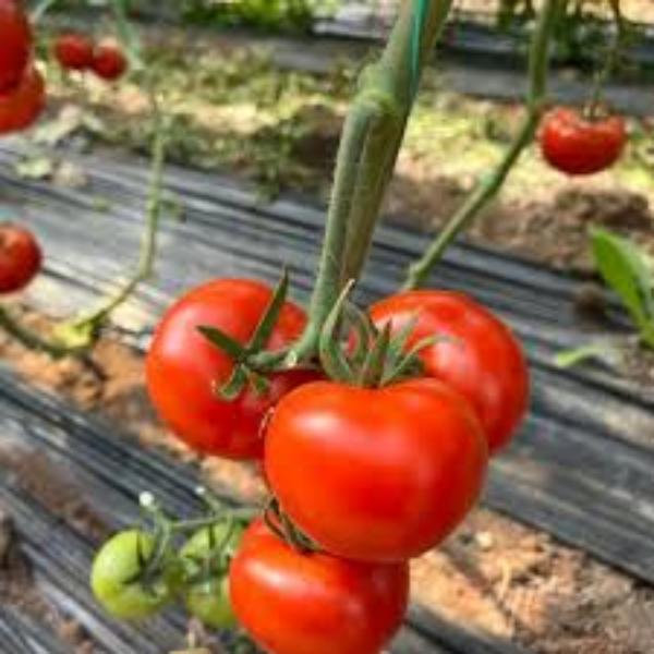 Mohikan F1 Hibrit Domates Tohumu resmi