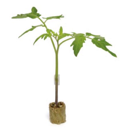 DYNAFORT F1 Domates Tohumu resmi