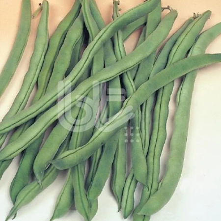 Alman Ayşe 4 (Yuvarlak Sırık) Fasulye Tohumu 1 Kg resmi