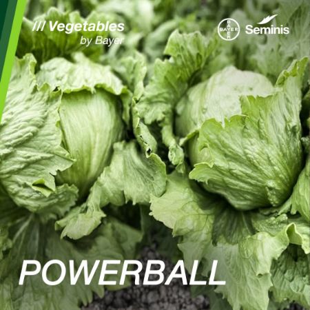 Powerball F1 Marul Tohumu resmi